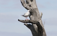 Chroicocephalus novaehollandiae novaehollandiae