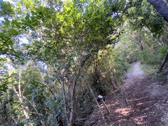 Drypetes lateriflora