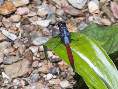 Orthetrum schneideri