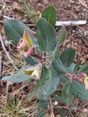 Arctostaphylos canescens