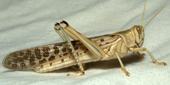 Schistocerca gregaria
