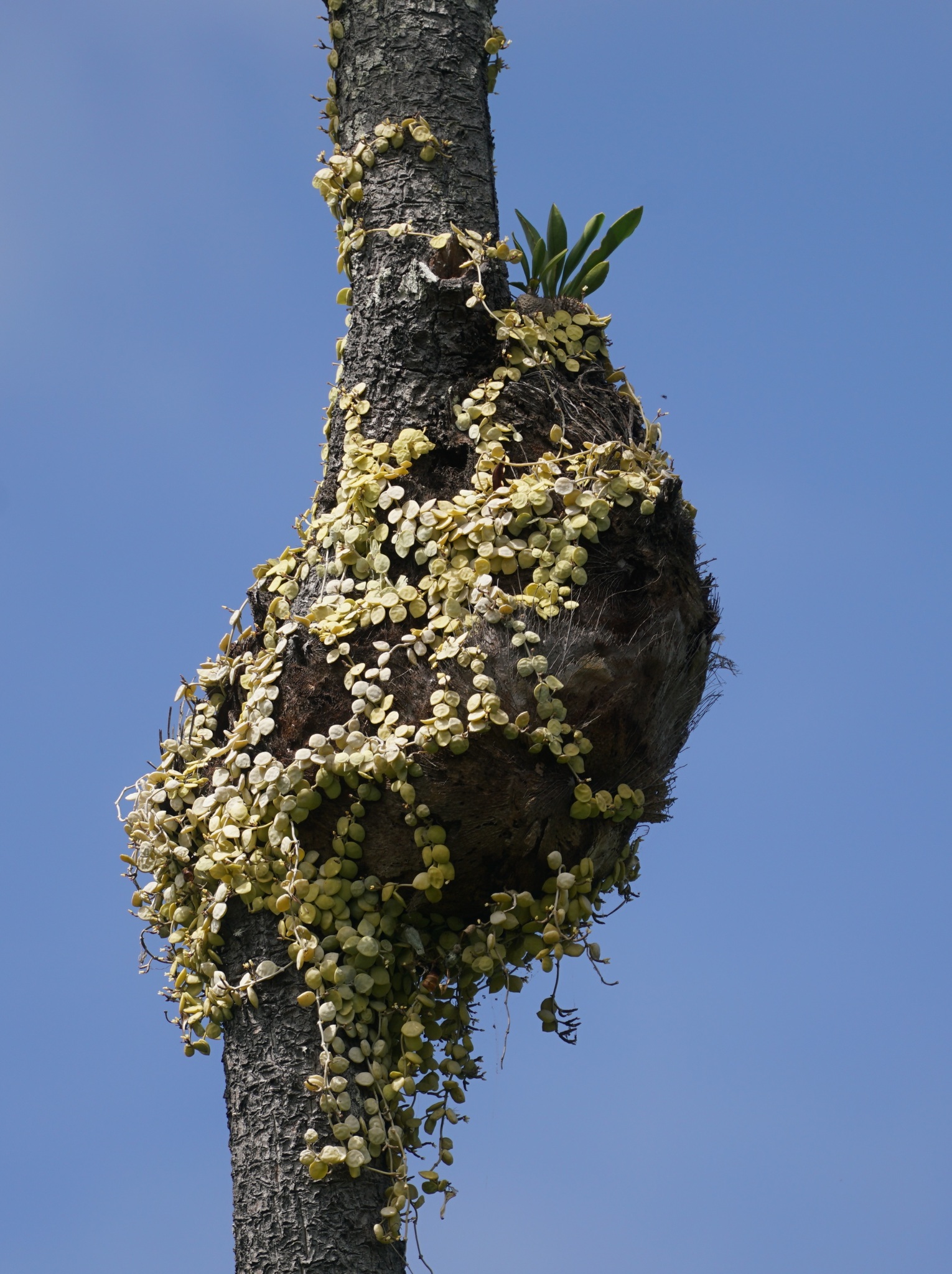Dischidia nummularia