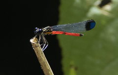 Rhinocypha pagenstecheri timorana
