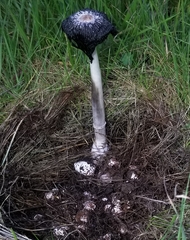 Coprinus spadiceisporus