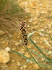 Plantago linearis