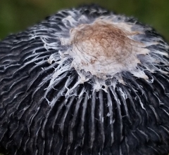 Coprinus spadiceisporus