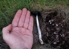 Coprinus spadiceisporus