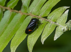 Cosmoscarta discrepans