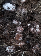 Coprinus spadiceisporus