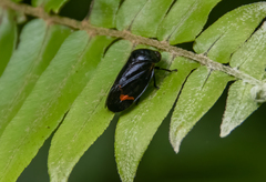 Cosmoscarta discrepans