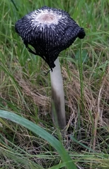 Coprinus spadiceisporus