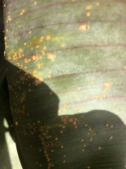 Puccinia thaliae