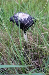 Coprinus spadiceisporus