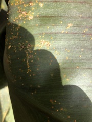 Puccinia thaliae