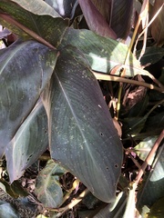 Puccinia thaliae