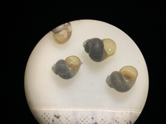 Pyrgulopsis aloba