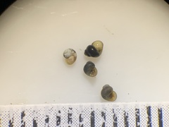 Pyrgulopsis aloba