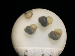 Pyrgulopsis aloba