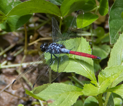 Orthetrum schneideri