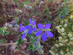 Erodium carolinianum