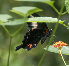 Papilio oenomaus