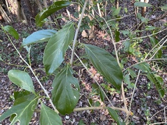 Citharexylum spinosum
