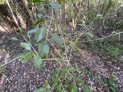 Citharexylum spinosum