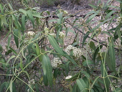 Parsonsia eucalyptophylla