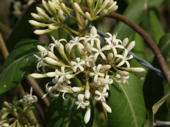Parsonsia eucalyptophylla