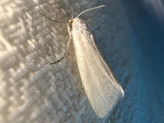 Tipanaea patulella