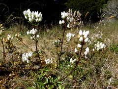 Gentianella corymbifera