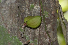 Paypayrola blanchetiana