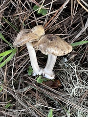 Inocybe mixtilis