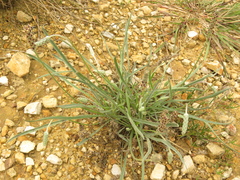 Plantago linearis