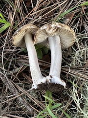 Inocybe mixtilis
