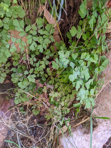 Adiantum capillus-veneris