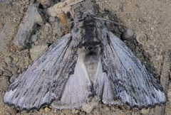 Ianassa coloradensis