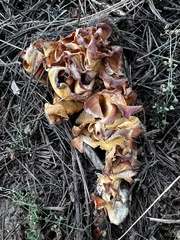 Otidea subformicarum