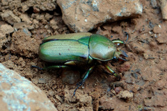 Narycius opalus