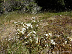Gentianella corymbifera
