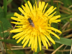 Asemosyrphus mexicanus