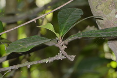 Paypayrola blanchetiana