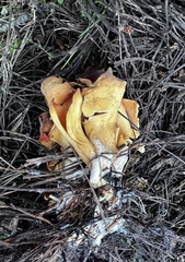 Otidea subformicarum