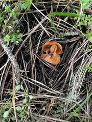 Otidea subformicarum