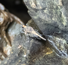 Timoritettix platynotus