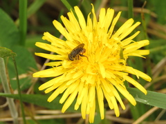 Asemosyrphus mexicanus