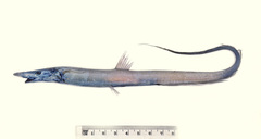 Halosaur photo 1