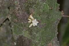 Paypayrola blanchetiana