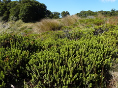 Veronica masoniae