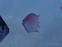 Altrichthys azurelineatus